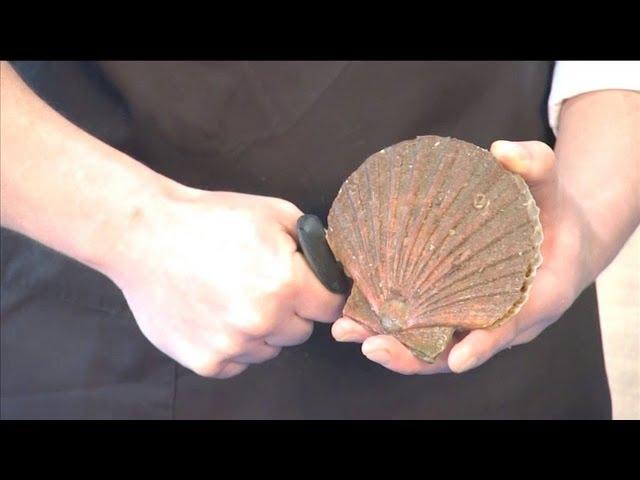 Shucking a scallop with very tightly closed shells | 06