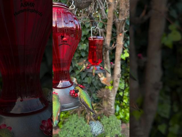 Fluttering feast  #asmr #nature #hummingbird #nectarfeast