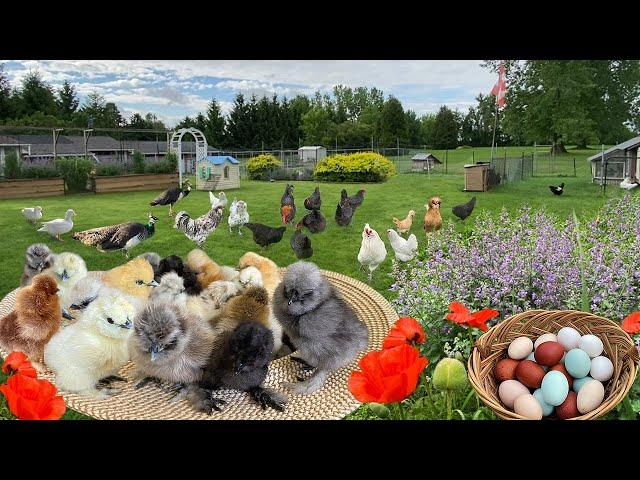 Caring Chicks with ️! Fulfill Orders. Collect Colorful Eggs. Thriving Gardens: Vegetables & Flowers