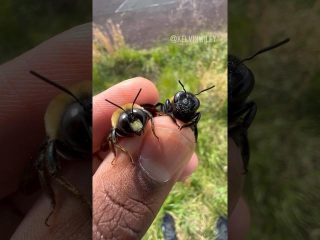 Male & female Eastern Carpenter Bees!  #bees#insects#bug#spiders#tarantula#entomology#fyp