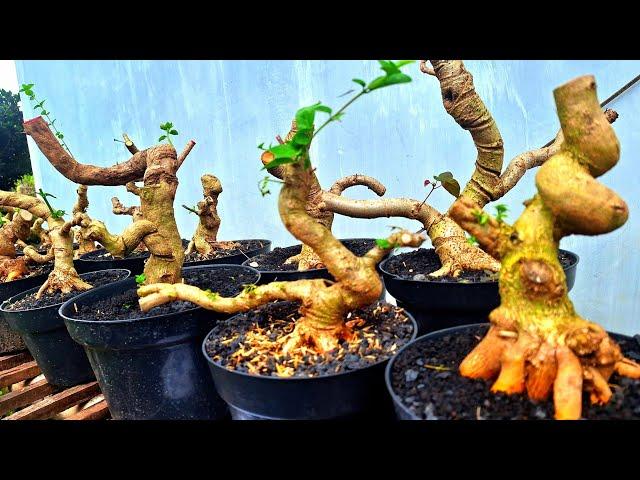 REVIEW HARGA BONSAI TAHUN BARU 2025 HARGA BONSAI MURAH