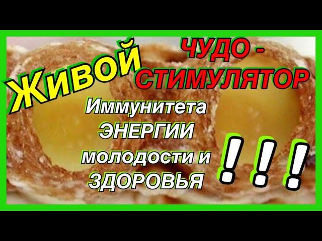 Самый ценный и уникальный продукт ,стимулятор иммунитета Маточное молочко, польза и вред