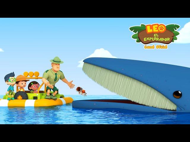 Ballena Jorobada  | Leo, El Explorador Episodio | Animación | Familia | Niños #compilation