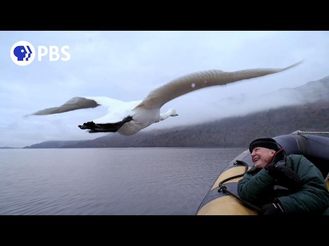 How David Attenborough Captured Memorable Swan Moment