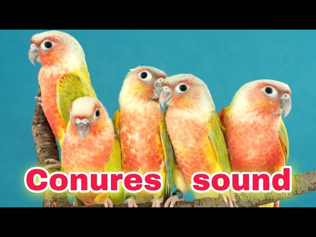 conures sound green cheeked conures sing Nature relaxing sound Forest Sound parrot birds