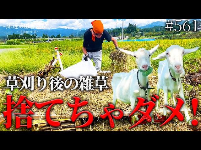 【ヤギとの暮らし】大量の雑草を有効活用!夏からできる冬支度! #561