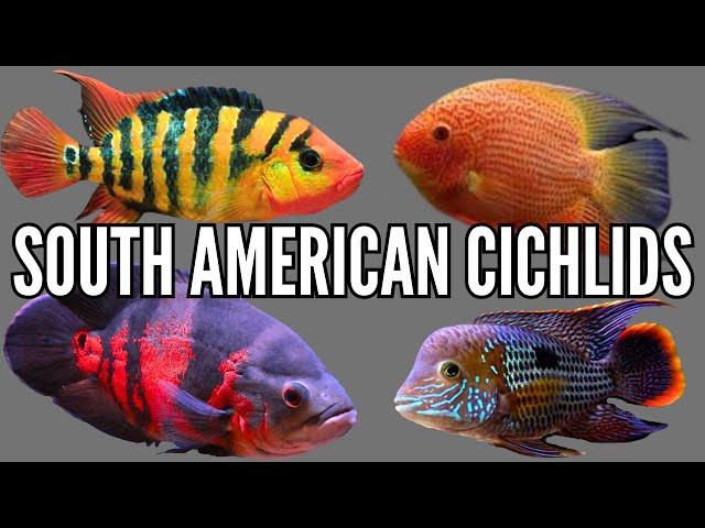 Top 7 South American Cichlid Tank Setups & Stocking Ideas