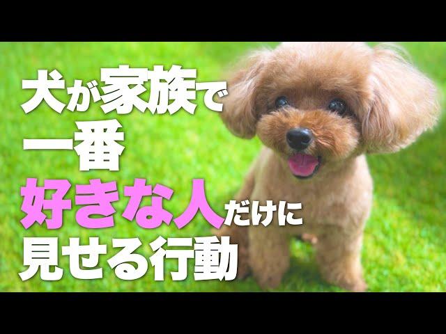 大好きな家族に見せる行動　犬が好きな人を決める４つの要素