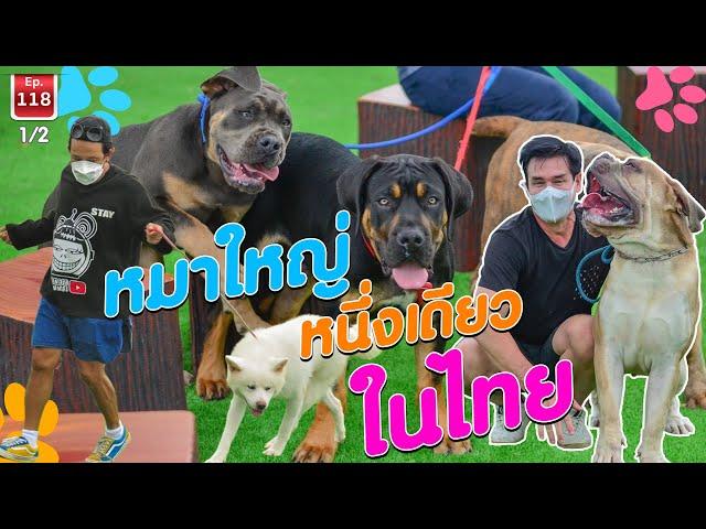 ASIA BIG DOG หนึ่งเดียวในเมืองไทย  - เพื่อนรักสัตว์เอ้ย EP.118 [1/2]