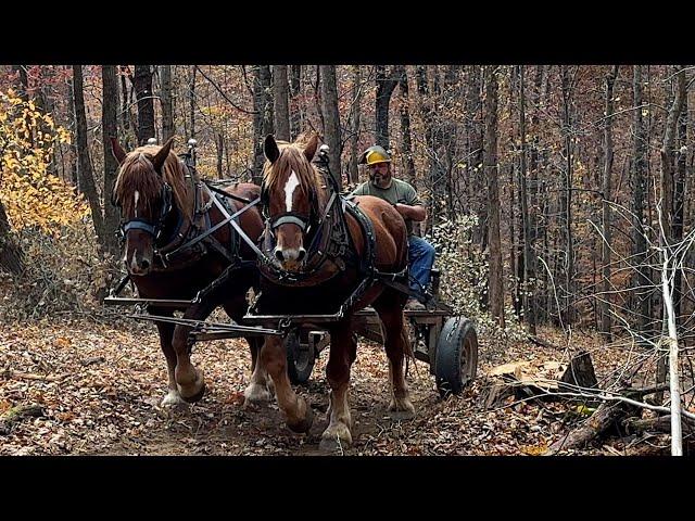 Chad Miano Logging with Suffolks