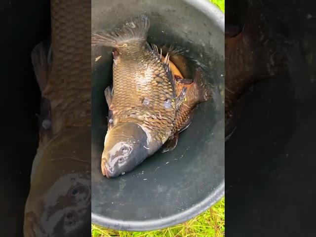 Рыбалка на карася , настоящий золотой карась .