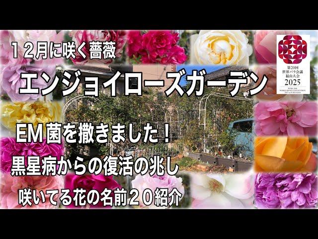 １２月に咲く薔薇　エンジョイローズガーデン