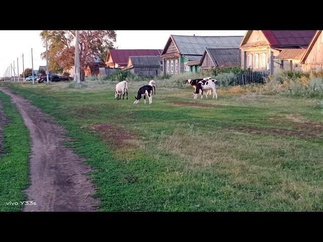 Жизнь в деревне/Торгую на рынке.Урожайный огород.Куриные бедра с кабачком.Навестила маму.