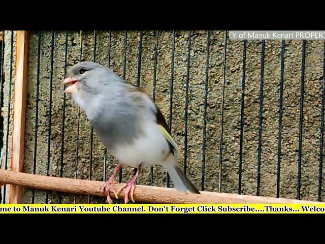 Canary Bird Singing Training Video - Indonesia Canary Singing Like A Champion For Young Canary