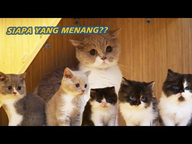 5 ANAK KUCING VS URA SI KUCING BRITISH SHORT HAIR