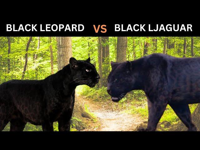 Black Leopard VS Black Jaguar Which one would Win? [Black Panther Battle]