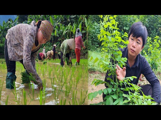 Huong grows rice to help her benefactor's family - Hung longs for the day Huong returns.