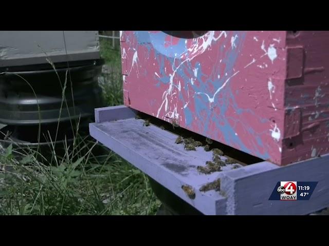 To bee or not to bee stung, that is the question. Tips on avoiding bee stings this summer