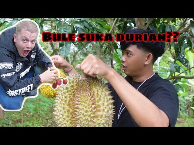 BULE SUKA DURIAN?? || Vlog Panen Durian