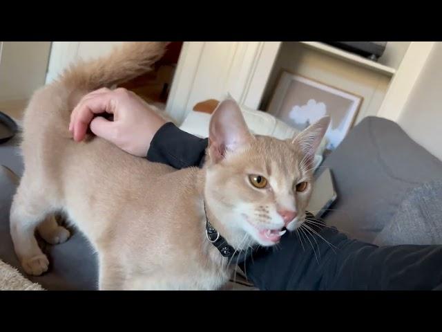 Sweetest kitty loves to talk to his human