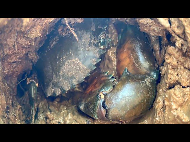 Cua khổng Lồ Trong Rừng Ngập Mặn Tại Đồng Nai . Catching Prawn & Crab