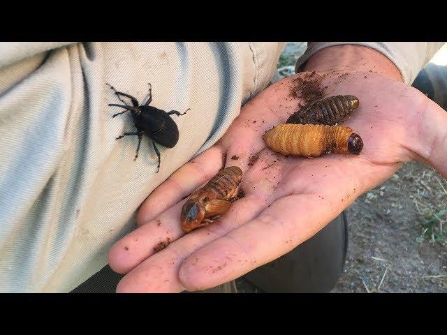 Evil Weevil Threatening Date Palm Trees