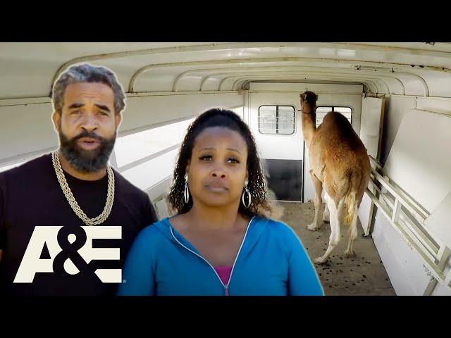 Feathers, Fights, and Fragile Loads: Shipping Wars Full Episode MEGA Marathon | A&E