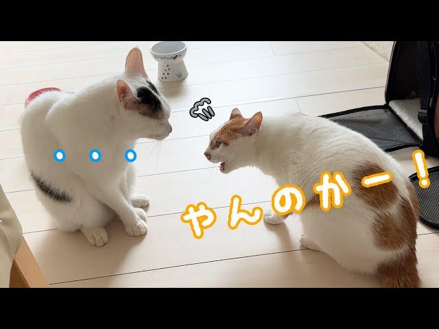 最近チロとトロが最近仲悪めです…！