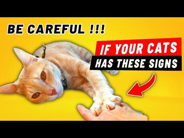 10 SIGNS Your CAT is About to DIE How to Know if a Cat is Dying