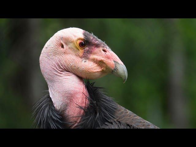 Meet The Endangered California Condors