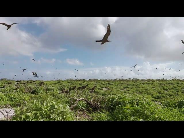 Noddies on Capitaine Island (St Brandon)