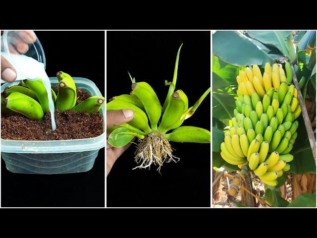 How to grow banana plant at home from fruits || Best & easy method for planting