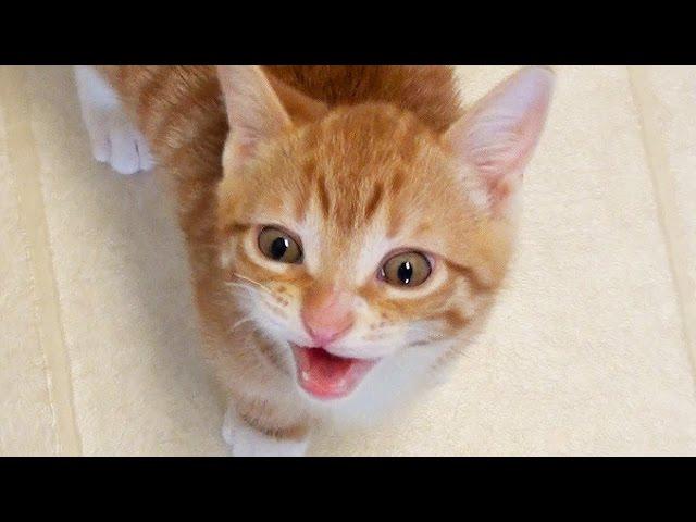 CUTEST KITTEN MEOWS!