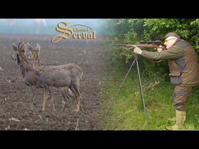 Roebock hunting in Vojvodina, Backa Palanka 2017. - Rehbockjagd in Vojvodina