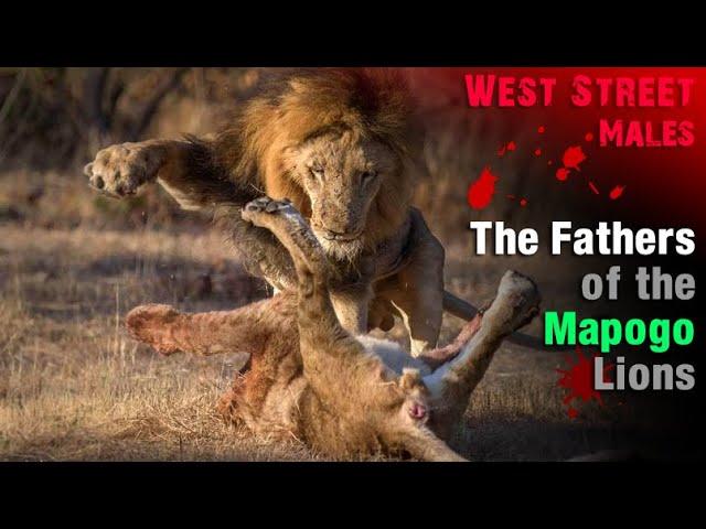 Legendary Fathers of the Mapogo Lions | The West Street Males