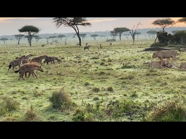 Young male lion protects his siblings from a hyena clan