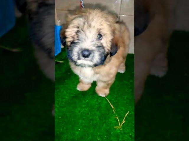 Poodle dog - Tollinton market Lahore - Dog Market - Shorts video - MMB pet lover - Dog Shop