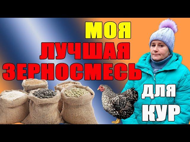 Моя лучшая зерносмесь для кур.