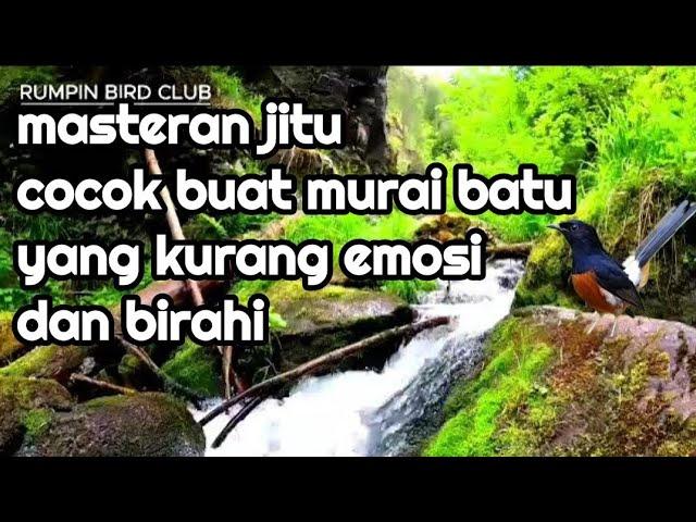 masteran jitu cocok buat murai batu yang kurang emosi dan birahi