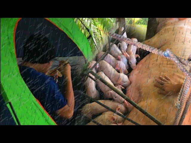 Caring, Aggressive Mama Pig While Giving Birth to Many Piglets Rainy Overnight Small Pig Farm