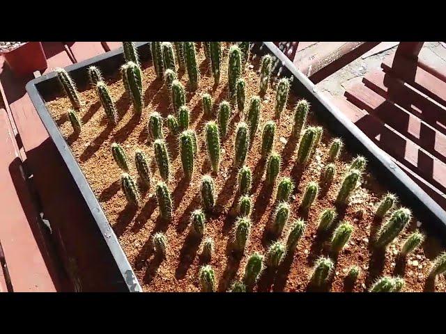 Growing Cactus from seed, 6 month old Pilosocereus seedlings.