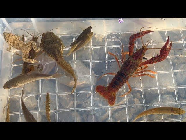 Capture and observe various creatures in Japanese rivers. Frogs, crayfish, fish.