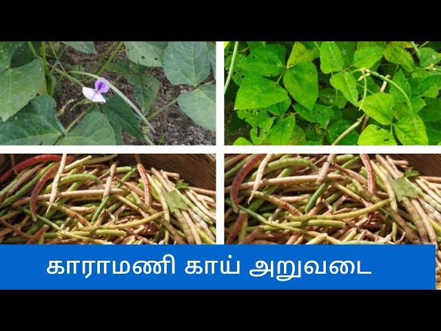 நம்ம வீட்டு தோட்டம் காராமணி காய் அறுவடை  | Veetu thottam in tamil | Namma Veetu thottam tips