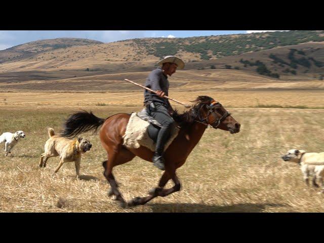 HORSE SHEPHERDS, VILLAGE LIFE AND LIVESTOCK! WOLF-HOSTILE SHEPHERD DOGS, FLOCKS OF SHEEP AND COWS