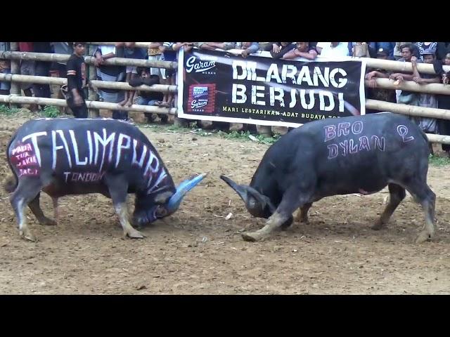 Budaya Toraja Ma'pasilaga Tedong ll Golden - Jakatingkir ll Ar3na GMT