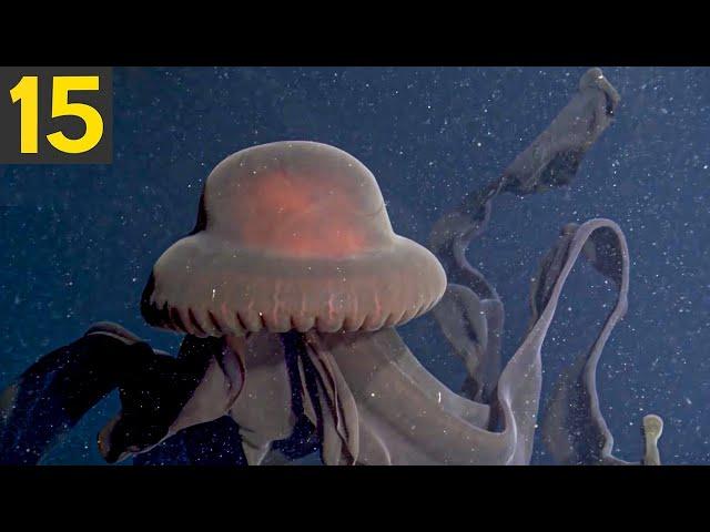 15 Amazing Looking Jellyfish