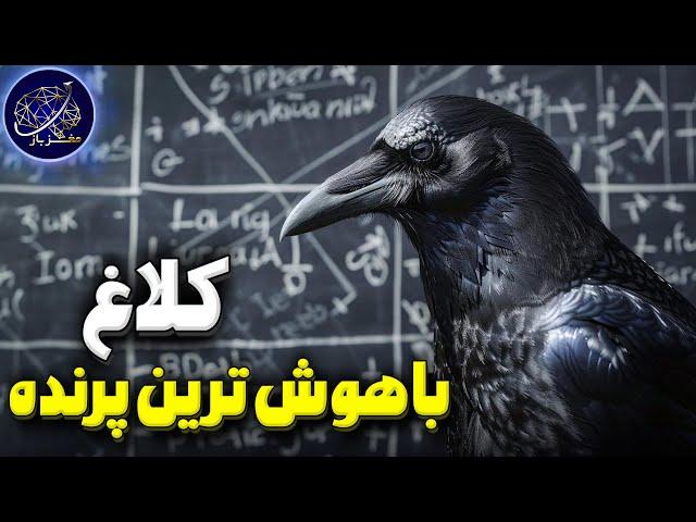 چرا کلاغ باهوش ترین پرنده زمین است؟