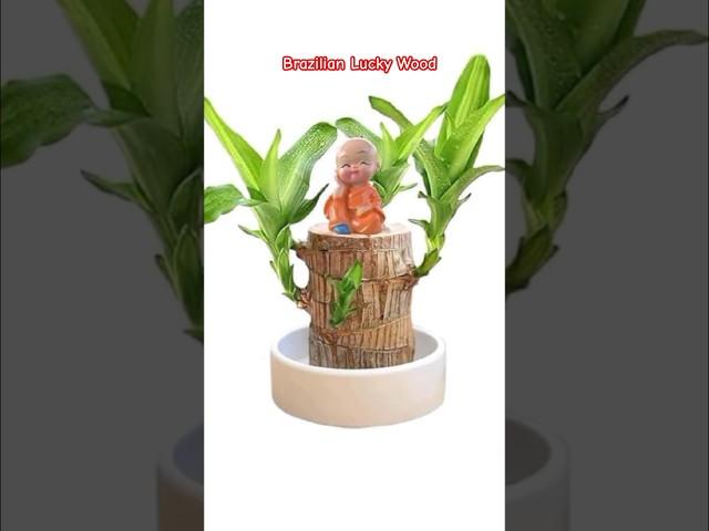 Brazilian Lucky Wood plant #shots #viralshorts #viralvideos #trending #shorts