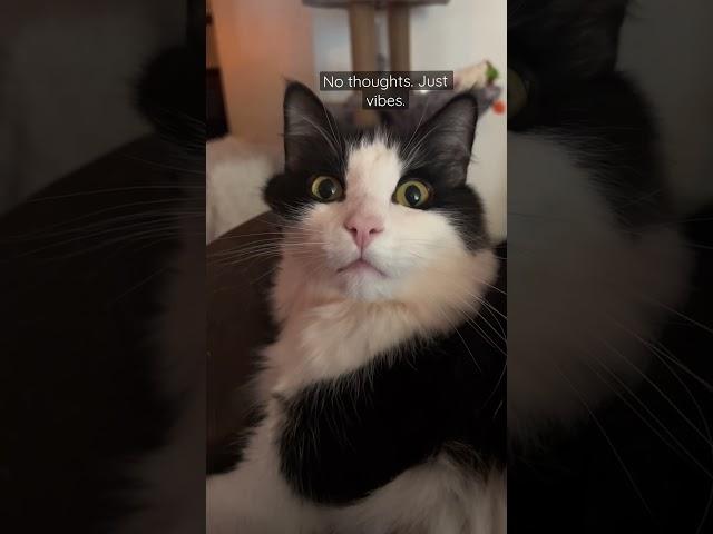What goes on in Felix’s mind at all times