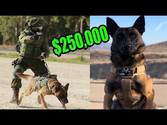 This is What a $250,000 Elite Protection Dog Looks like!